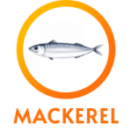 Mackerel